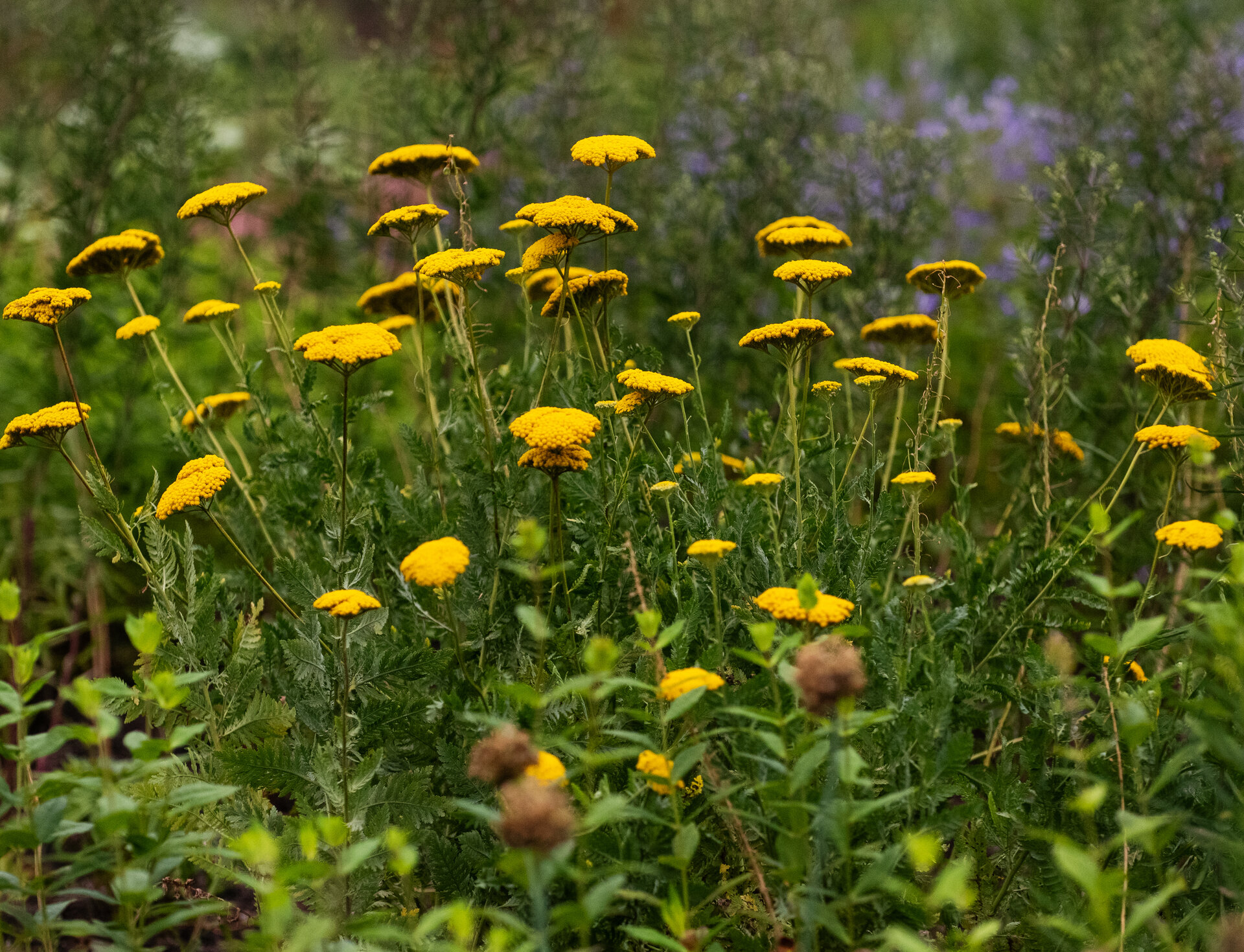 'Parker's Variety' Fern-leaf Yarrow or Soldier's Woundwort